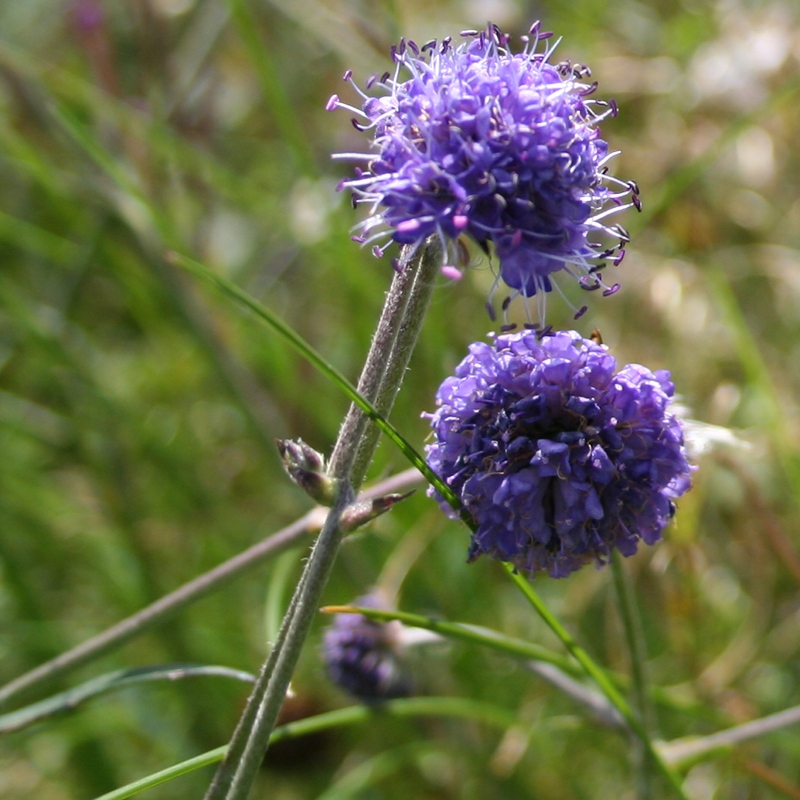 Devil's-bit Scabious