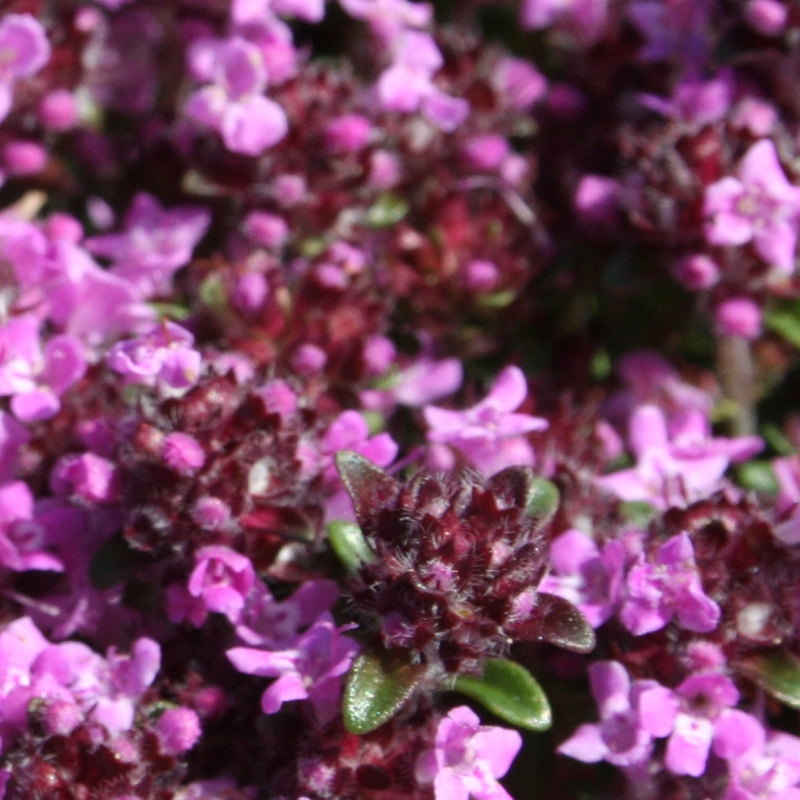 Wild Thyme