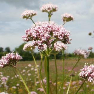 Valerian