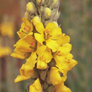 Mullein