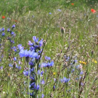 Urban Pollinator Mix