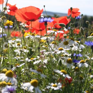 Cornfield Annual Mix