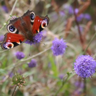 Northern Hay Meadow Mix