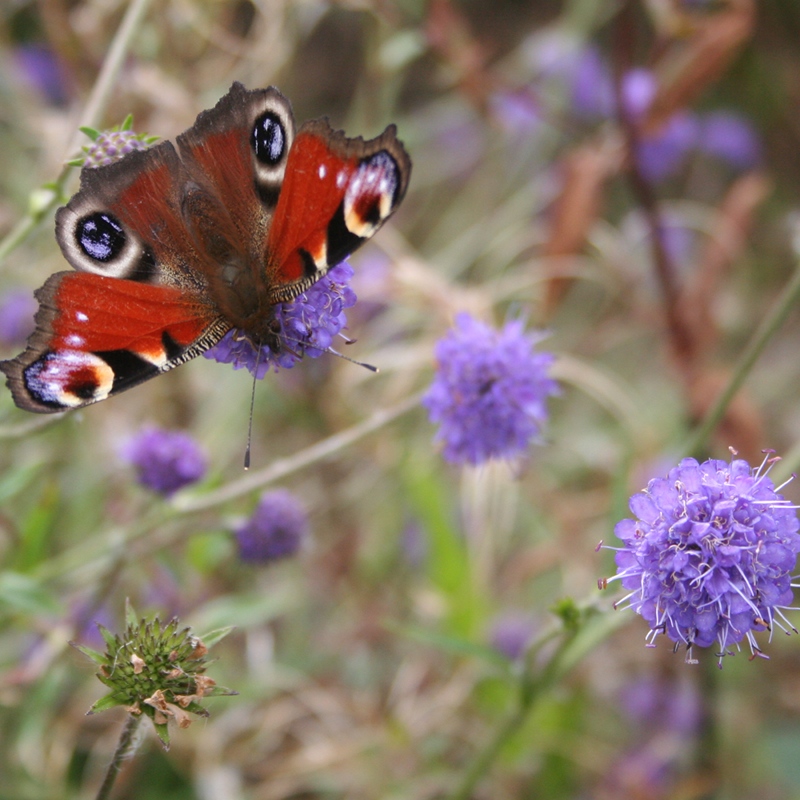Northern Hay Meadow Mix