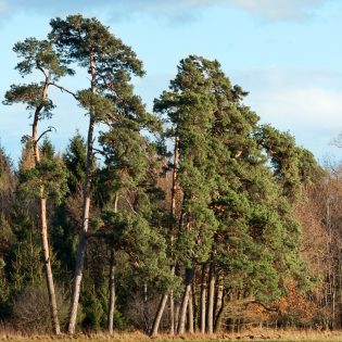 Scots Pine