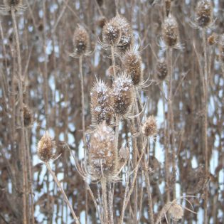 Winter Wildflowers Mini-mix