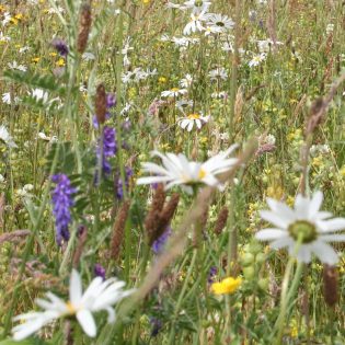 Meadow Mixes